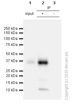 Immunoprecipitation - Anti-CD7 antibody [EPR4242] - BSA and Azide free (AB230834)