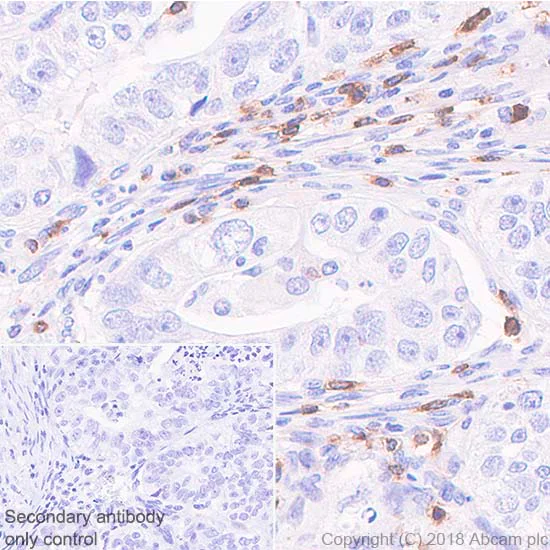 Immunohistochemistry (Formalin/PFA-fixed paraffin-embedded sections) - Anti-CD7 antibody [SP94] - BSA and Azide free (AB230904)