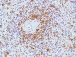 Immunohistochemistry (Formalin/PFA-fixed paraffin-embedded sections) - Anti-CD7 antibody [SP94] - BSA and Azide free (AB230904)