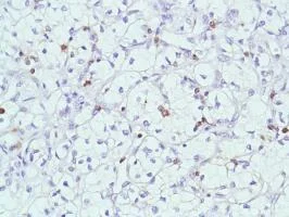Immunohistochemistry (Formalin/PFA-fixed paraffin-embedded sections) - Anti-CD7 antibody [SP94] - BSA and Azide free (AB230904)