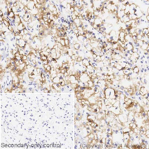 Immunohistochemistry (Frozen sections) - Anti-CD70 antibody [BU69] (AB77868)