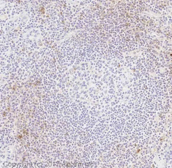 Immunohistochemistry (Frozen sections) - Anti-CD70 antibody [BU69] - BSA and Azide free (AB269573)