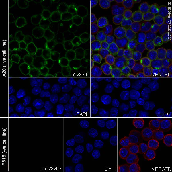 Immunocytochemistry/ Immunofluorescence - Anti-CD70 antibody [EPR21946-290] (AB223292)