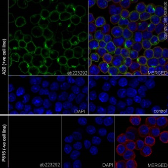 Immunocytochemistry/ Immunofluorescence - Anti-CD70 antibody [EPR21946-290] - BSA and Azide free (AB239348)