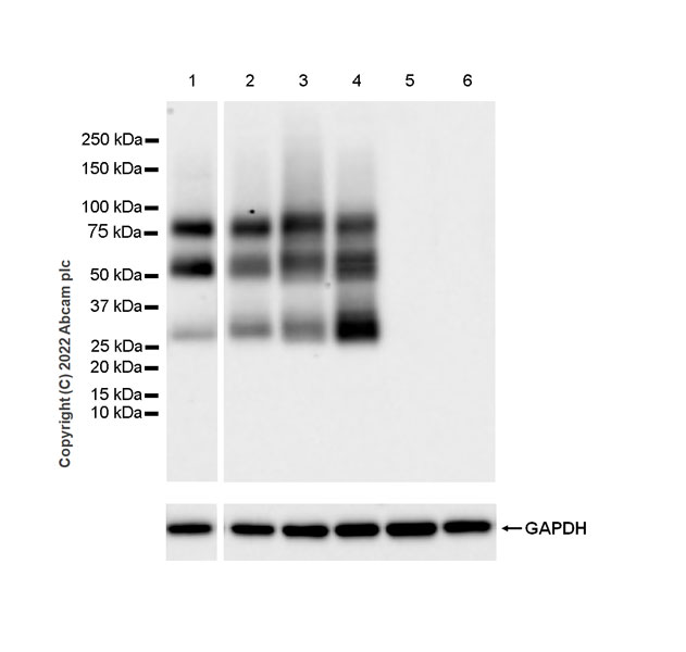 Western blot - Anti-CD70 antibody [EPR26536-122] (BSA and Azide free) (AB300084), expandable thumbnail