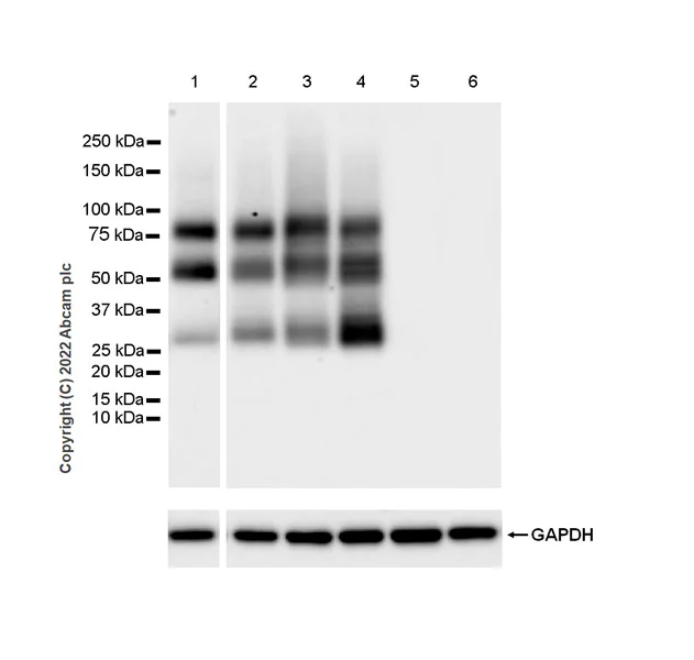 Western blot - Anti-CD70 antibody [EPR26536-122] (BSA and Azide free) (AB300084)