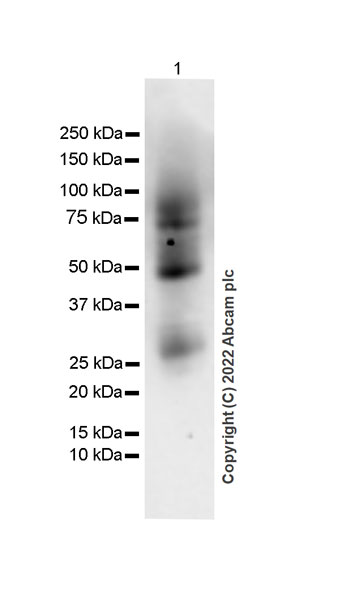 Western blot - Anti-CD70 antibody [EPR26536-122] (BSA and Azide free) (AB300084), expandable thumbnail