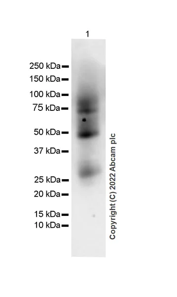 Western blot - Anti-CD70 antibody [EPR26536-122] (BSA and Azide free) (AB300084)