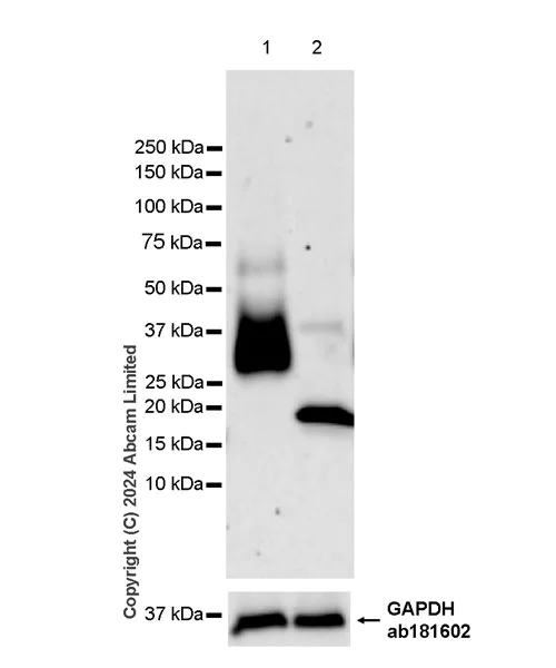 Western blot - Anti-CD70 antibody [EPR28771-94] - BSA and Azide free (AB319991)