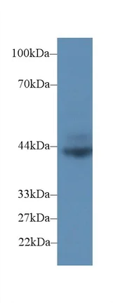 Western blot - Anti-CD72 antibody (AB231106)