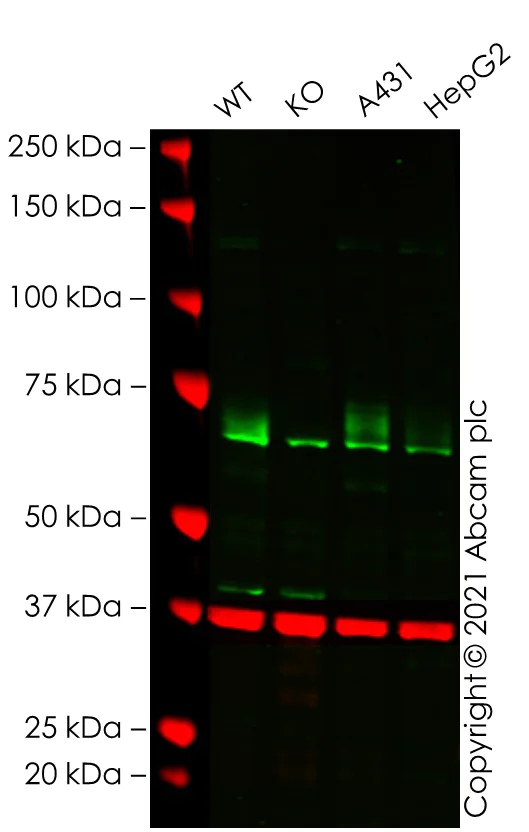 Western blot - Anti-CD73 antibody [4G6E3] (AB202122)