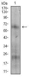 Western blot - Anti-CD73 antibody [4G6E3] (AB202122), expandable thumbnail