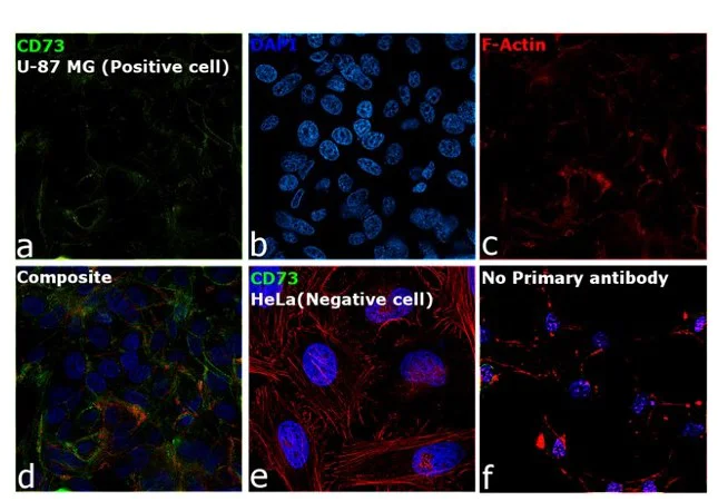 Immunocytochemistry - Anti-CD73 antibody [7G2] (AB54217)