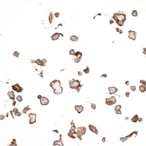 Immunocytochemistry - Anti-CD73 antibody [BLR054F] - BSA free (AB314071), expandable thumbnail
