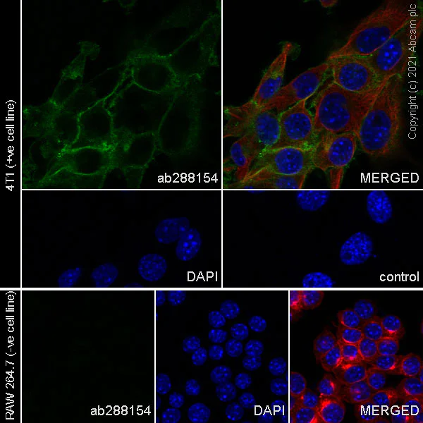 Immunocytochemistry/ Immunofluorescence - Anti-CD73 antibody [EPR25191-104] (AB288154)