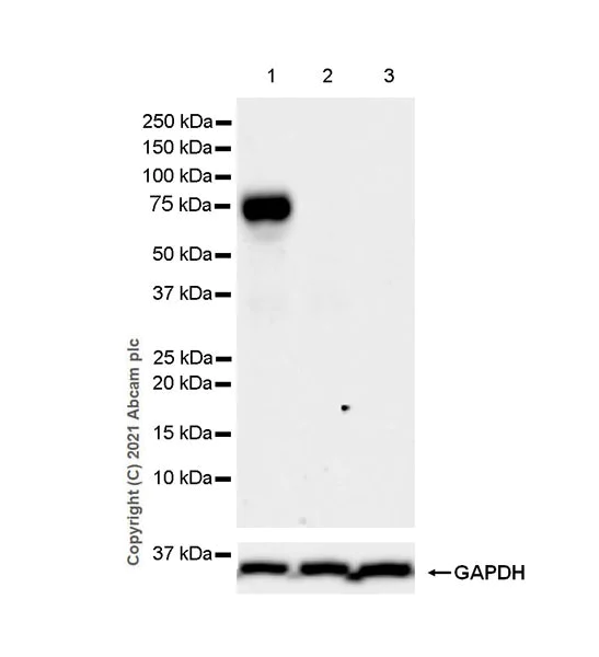 Western blot - Anti-CD73 antibody [EPR25191-104] (AB288154)