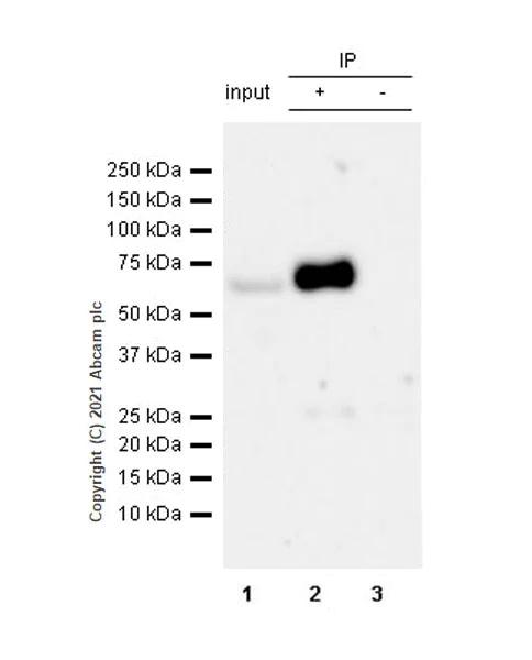 Immunoprecipitation - Anti-CD73 antibody [EPR25191-104] - BSA and Azide free (AB288161)