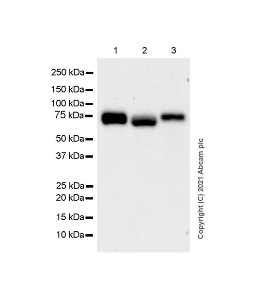 Western blot - Anti-CD73 antibody [EPR25191-104] - BSA and Azide free (AB288161)