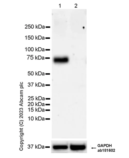 Western blot - Anti-CD73 antibody [EPR28213-52] (AB313339)