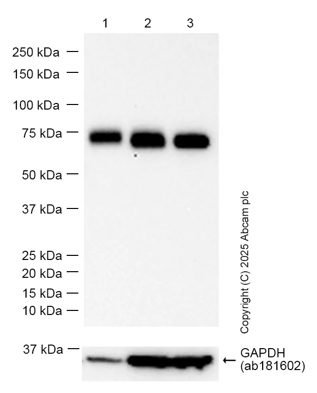 Western blot - Anti-CD73 antibody [EPR28213-52] (AB313339)