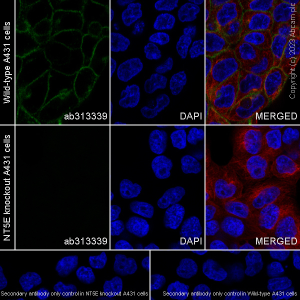 Immunocytochemistry/ Immunofluorescence - Anti-CD73 antibody [EPR28213-52] - BSA and Azide free (AB313340), expandable thumbnail