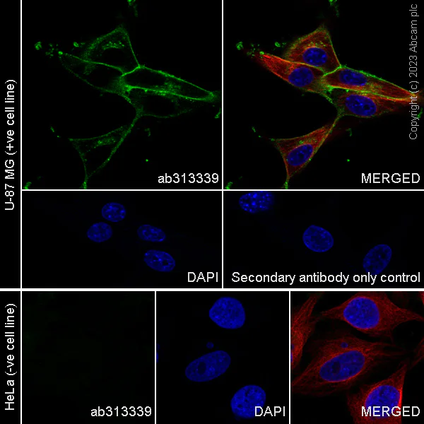 Immunocytochemistry/ Immunofluorescence - Anti-CD73 antibody [EPR28213-52] - BSA and Azide free (AB313340)