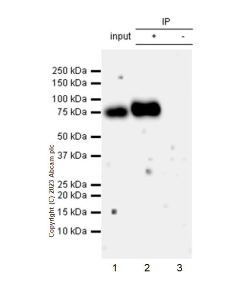 Immunoprecipitation - Anti-CD73 antibody [EPR28213-52] - BSA and Azide free (AB313340), expandable thumbnail