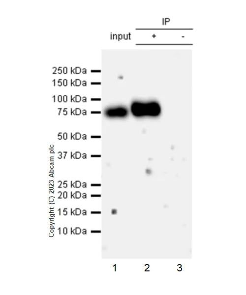 Immunoprecipitation - Anti-CD73 antibody [EPR28213-52] - BSA and Azide free (AB313340)