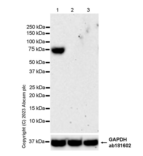 Western blot - Anti-CD73 antibody [EPR28213-52] - BSA and Azide free (ab313340), expandable thumbnail