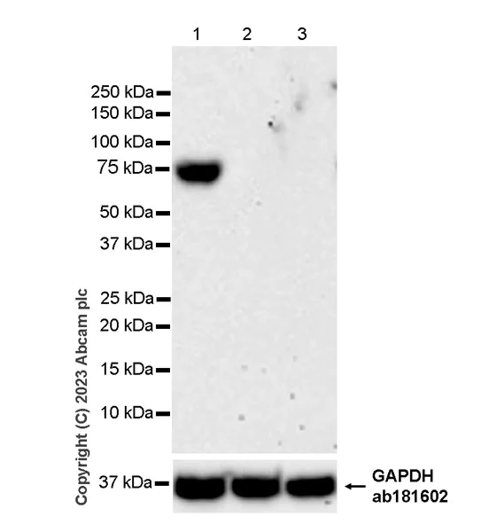Western blot - Anti-CD73 antibody [EPR28213-52] - BSA and Azide free (AB313340)