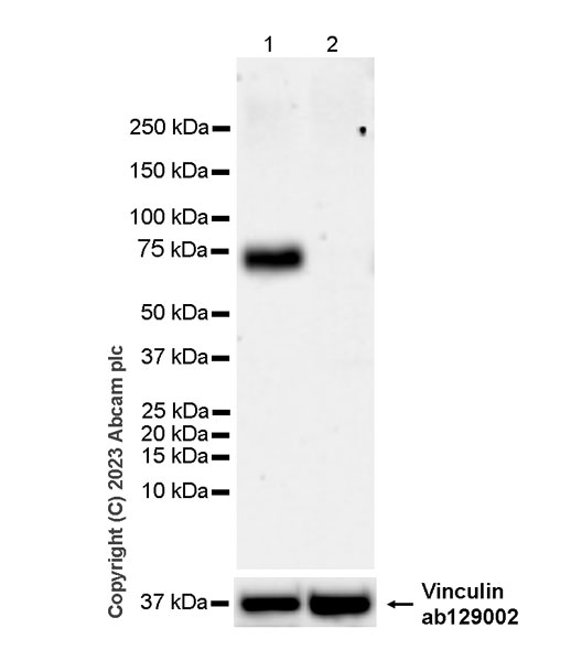 Western blot - Anti-CD73 antibody [EPR28213-52] - BSA and Azide free (AB313340), expandable thumbnail