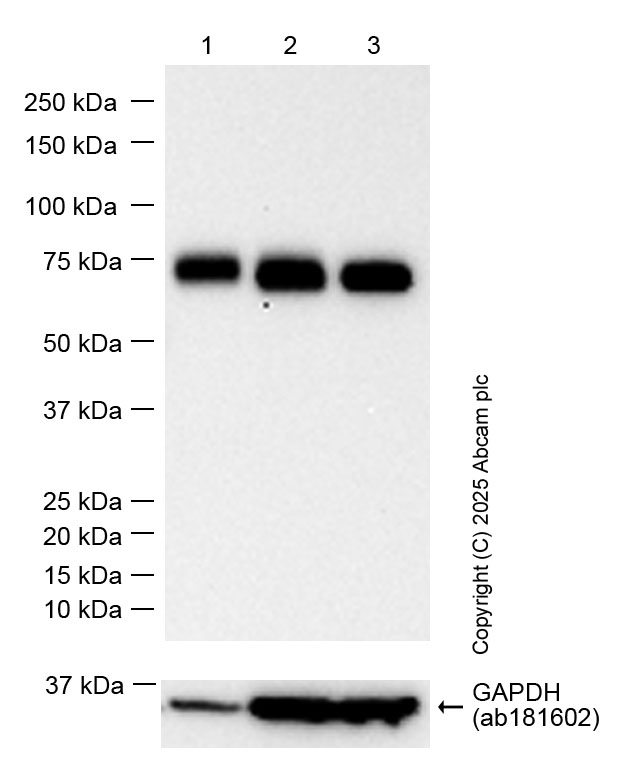 Western blot - Anti-CD73 antibody [EPR28213-52] - BSA and Azide free (AB313340), expandable thumbnail