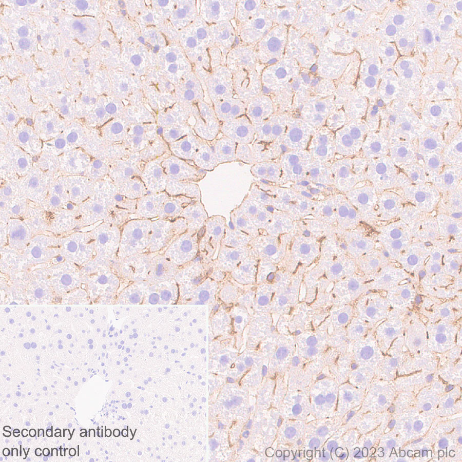 Immunohistochemistry (Formalin/PFA-fixed paraffin-embedded sections) - Anti-CD73 antibody [EPR28214-169] (ab314327), expandable thumbnail