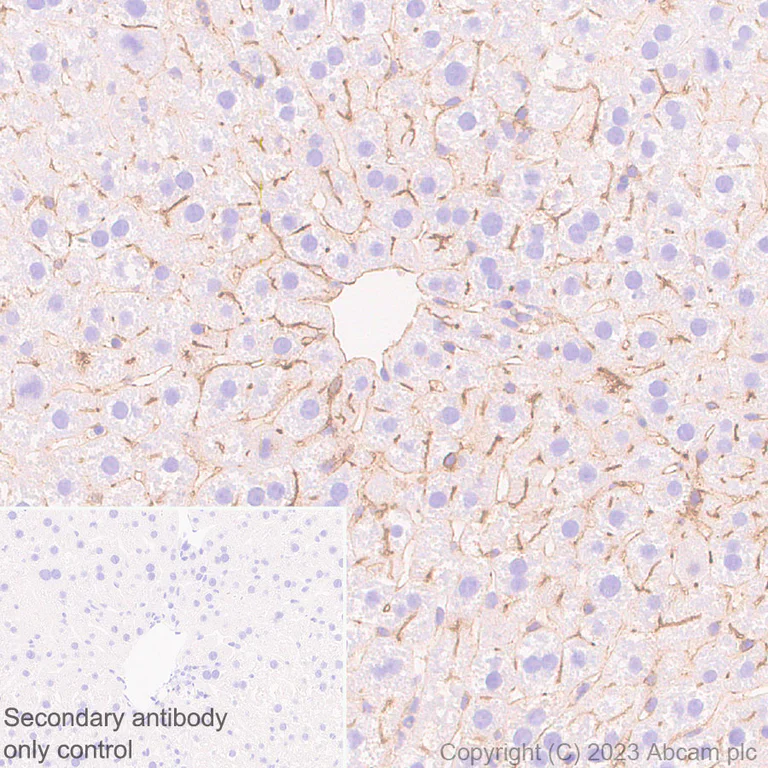 Immunohistochemistry (Formalin/PFA-fixed paraffin-embedded sections) - Anti-CD73 antibody [EPR28214-169] (AB314327)