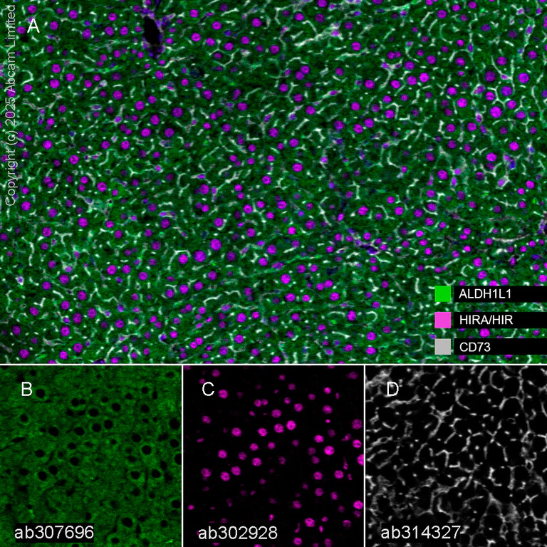 Multiplex immunohistochemistry - Anti-CD73 antibody [EPR28214-169] - BSA and Azide free (AB314328)