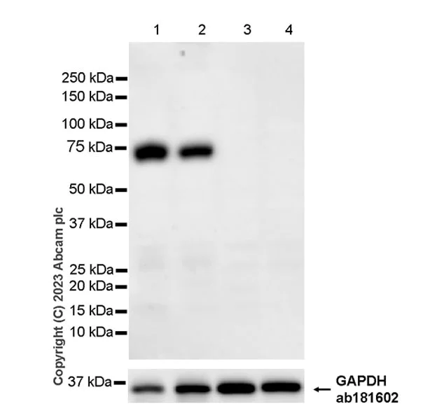 Western blot - Anti-CD73 antibody [EPR28214-169] - BSA and Azide free (AB314328)