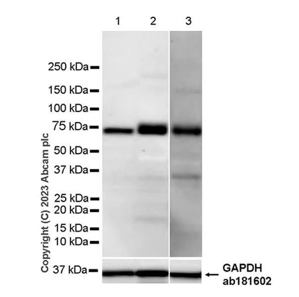 Western blot - Anti-CD73 antibody [EPR28214-169] - BSA and Azide free (AB314328)