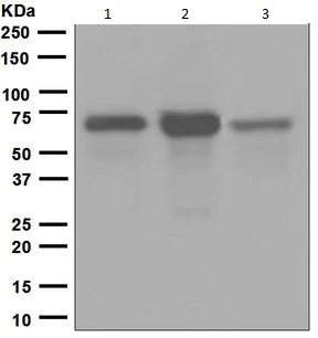 Western blot - Anti-CD73 antibody [EPR6114] (AB133582)