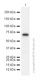 Western blot - Anti-CD73 antibody [EPR6114] (AB133582)