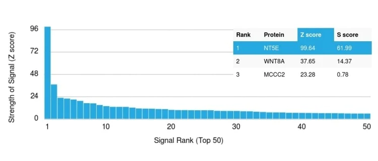 Protein Array - Anti-CD73 antibody [NT5E/2503] (AB257309)