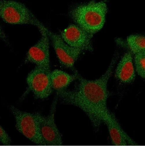 Immunocytochemistry/ Immunofluorescence - Anti-CD73 antibody [NT5E/2503] - BSA and Azide free (AB257329)