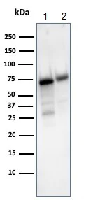Western blot - Anti-CD73 antibody [NT5E/2503] - BSA and Azide free (AB257329)