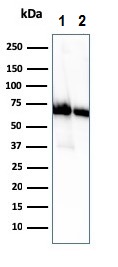 Western blot - Anti-CD73 antibody [NT5E/2505] (ab257310), expandable thumbnail