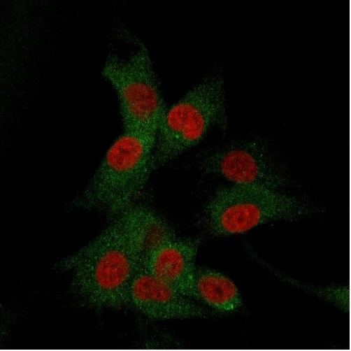 Immunocytochemistry/ Immunofluorescence - Anti-CD73 antibody [NT5E/2505] - BSA and Azide free (ab259262), expandable thumbnail