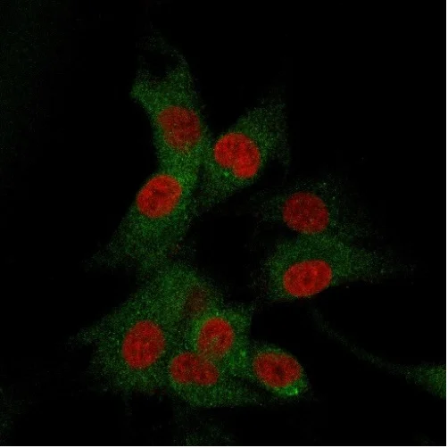 Immunocytochemistry/ Immunofluorescence - Anti-CD73 antibody [NT5E/2505] - BSA and Azide free (AB259262)