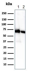 Western blot - Anti-CD73 antibody [NT5E/2505] - BSA and Azide free (AB259262), expandable thumbnail