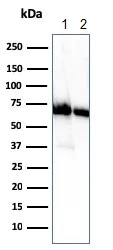 Western blot - Anti-CD73 antibody [NT5E/2505] - BSA and Azide free (AB259262)