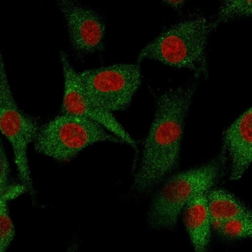 Immunocytochemistry/ Immunofluorescence - Anti-CD73 antibody [NT5E/2545] (ab257311), expandable thumbnail