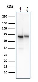 Western blot - Anti-CD73 antibody [NT5E/2545] - BSA and Azide free (AB259282), expandable thumbnail