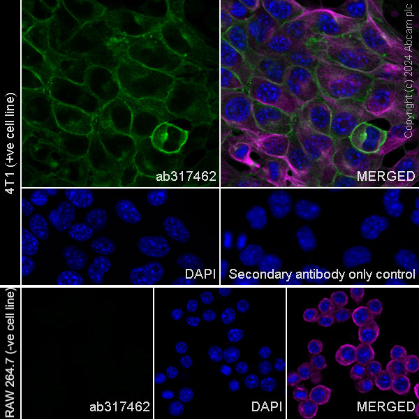 Immunocytochemistry/ Immunofluorescence - Anti-CD73 antibody [RM2050] - BSA and Azide free (ab317463), expandable thumbnail